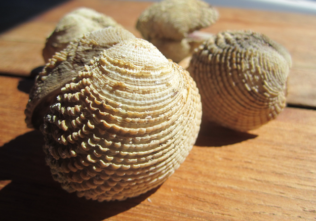 Die Bucht Ante auf Silba