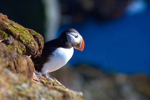 Latrabjarg – das westliche Ende von Island