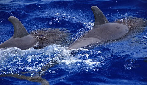 Schwimmen mit Delfinen (304 nM)