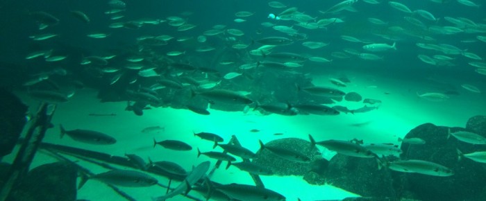 Das größte Aquarium Nordeuropas